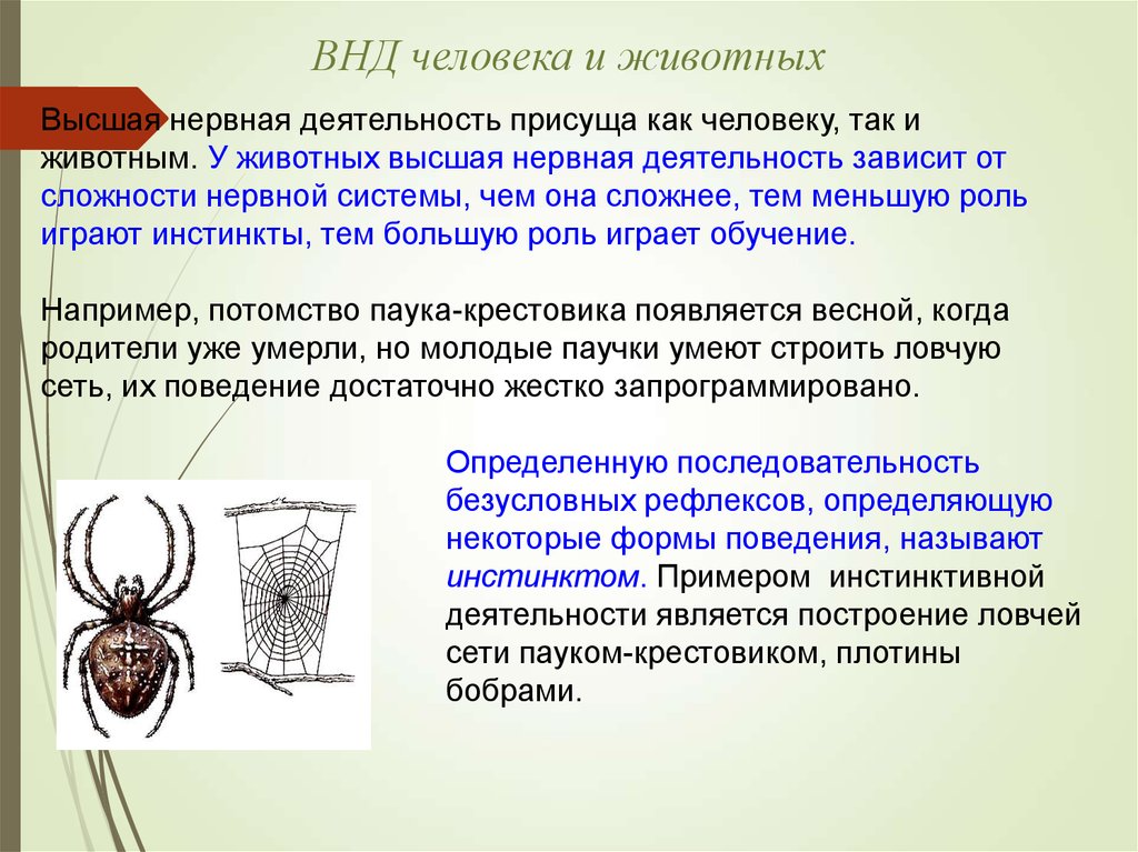 Размножение и развитие паукообразных