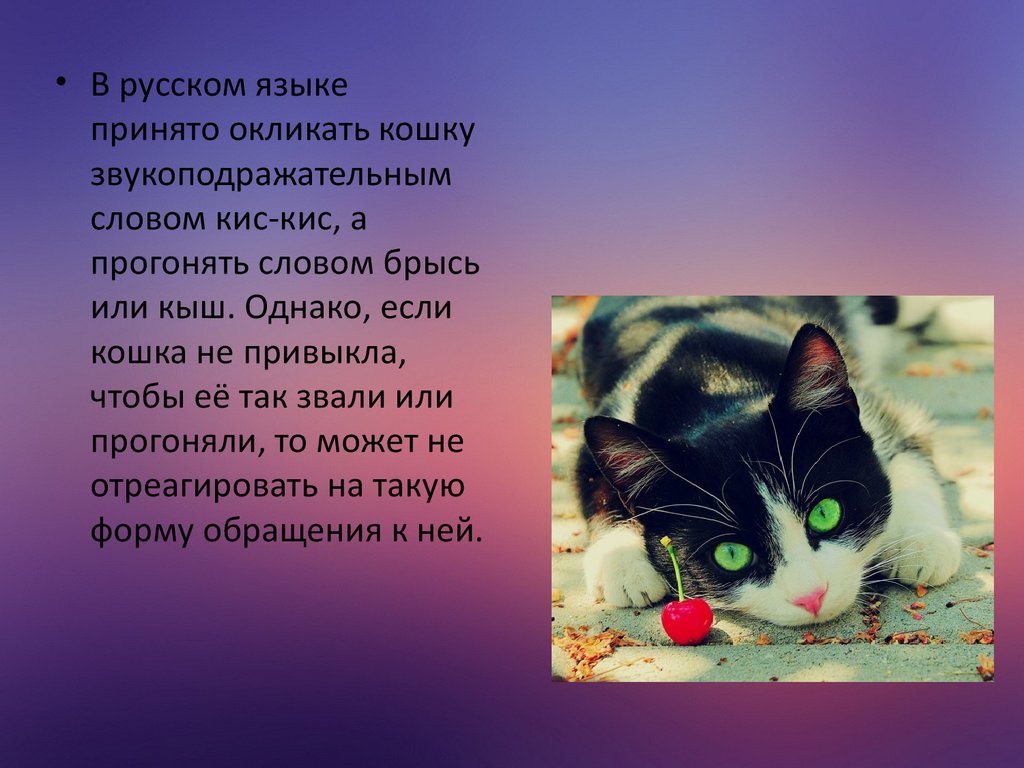 Мой питомец проект 1 класс окружающий мир про кота