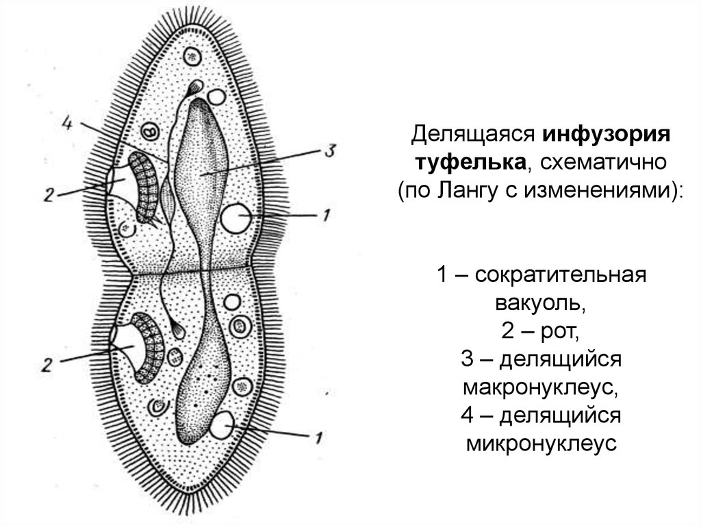 На рисунке изображено одно из проявлений жизнедеятельности инфузории туфельки какое общее