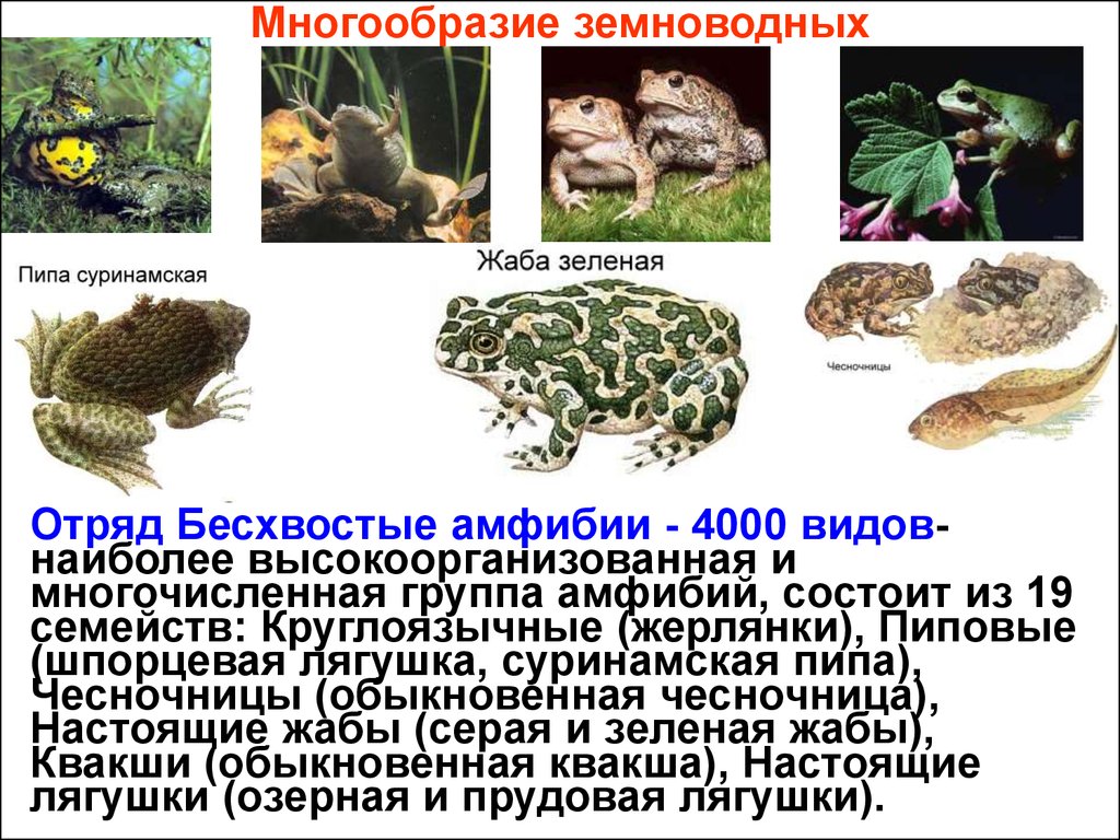 Группа земноводных. Многообразие земноводных бесхвостые. Отряд бесхвостые общая характеристика. Класс земноводные отряд бесхвостые. Отряд бесхвостые земноводные жерлянка.