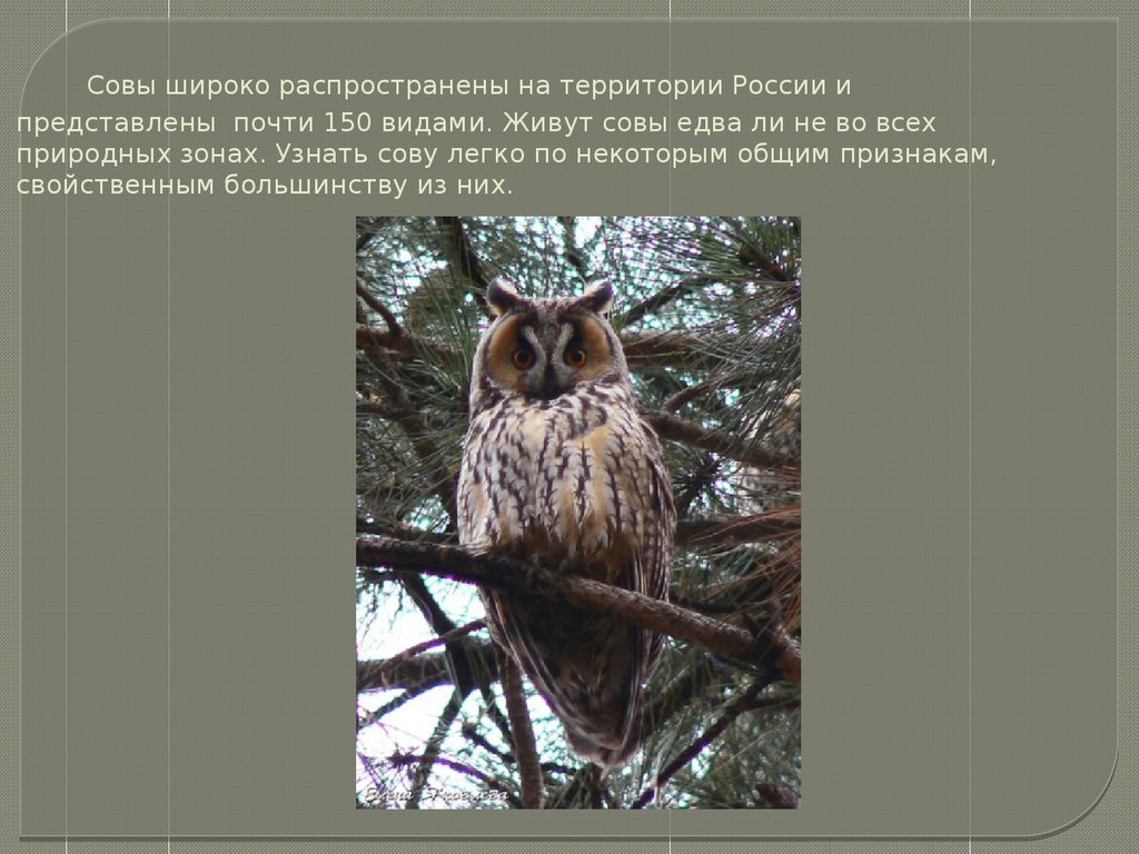 В какое время года сова. Совы общая характеристика. Виды сов в России. Филин природная зона. Совы обитающие в России.