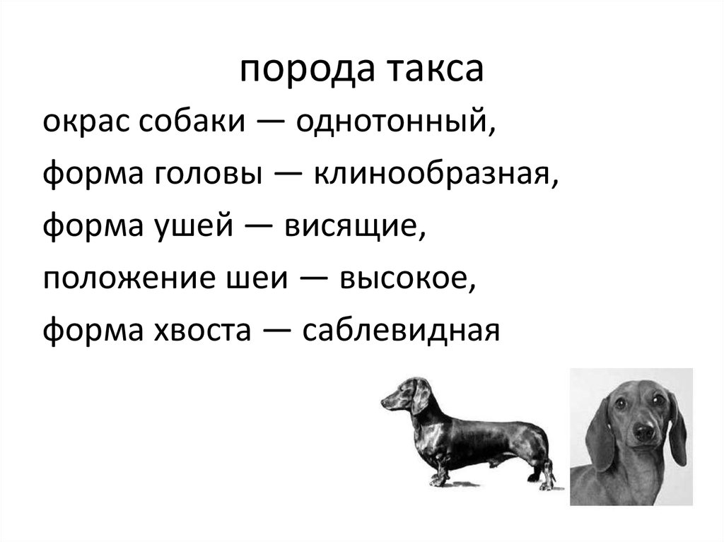 Собаки характер такс проект по биологии 7 класс