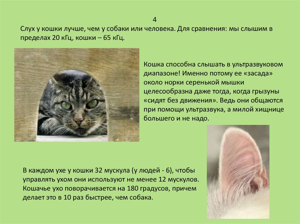 Цвет ушей у кошек. Слух кошки. Зрение и слух у кошек. Слух кошки и человека.