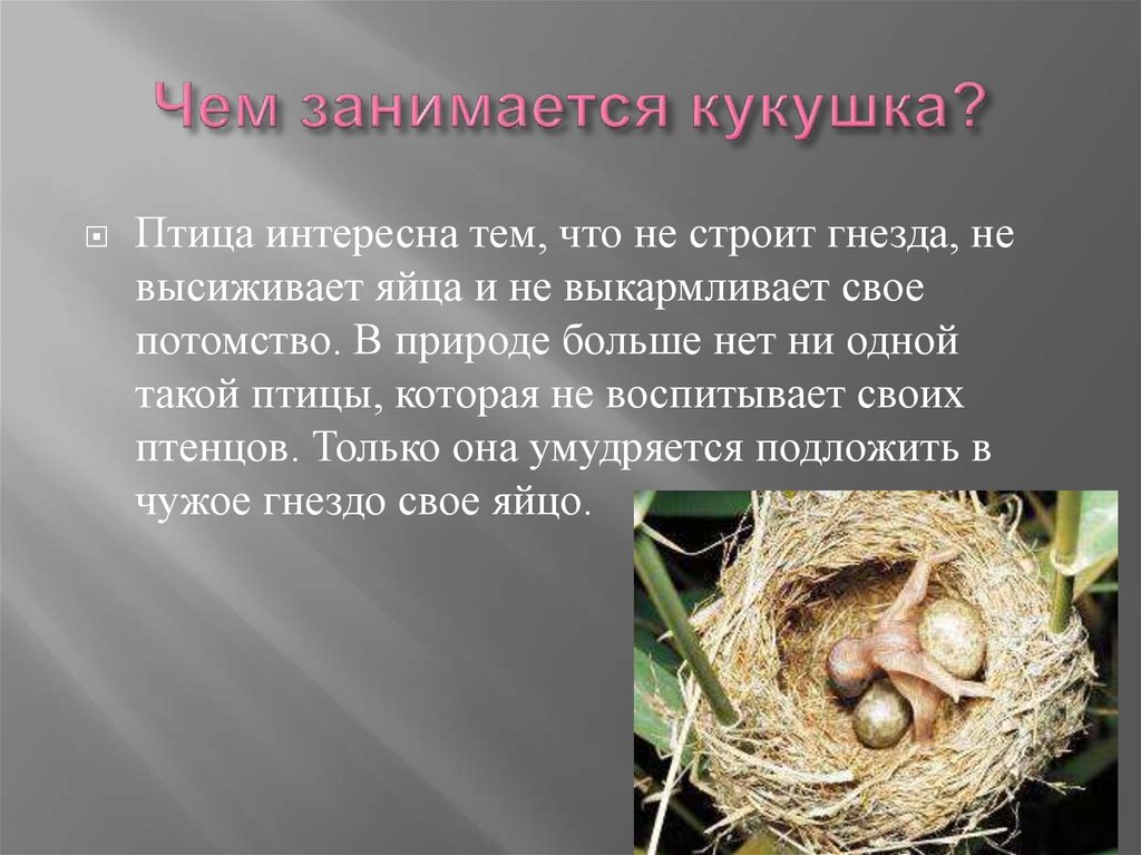Задай вопрос по тексту гнездо. Птица строит гнездо. Гнездо кукушки. Птицы которые высиживают яйца. Высиживают птенцов.