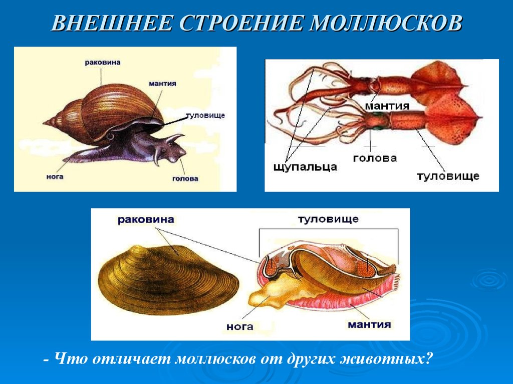 Три примера животных моллюски. Тип двустворчатые моллюски строение. Выделительная брюхоногих моллюсков. Строение брюхоногих моллюсков. Строение брюхоногих моллюсков 7.