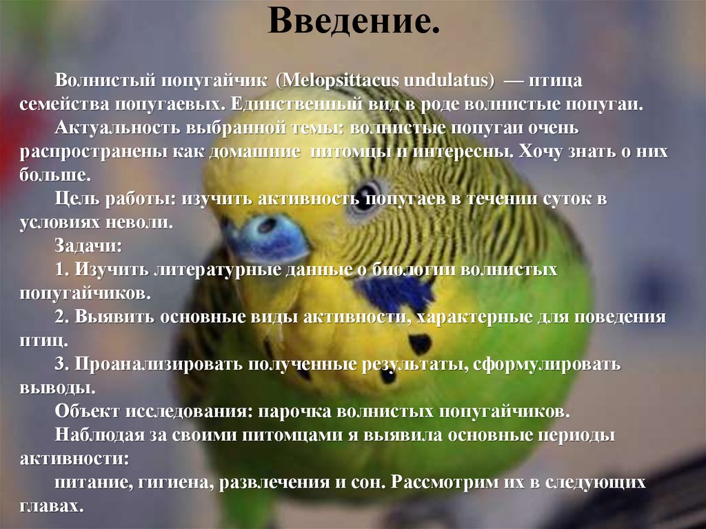 Волнистый попугайчик возраст. Возраст волнистого попугая. Как выбрать волнистого попугая. Как выбрать волнистого попугайчика. Интересные фразы попугая.