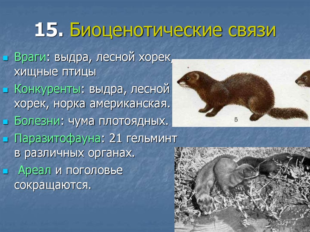 Краткое содержание хорь. Хорек презентация. Лесной хорёк информация. Хорек характеристика животного. Лесная хорь презентация 3 класс.