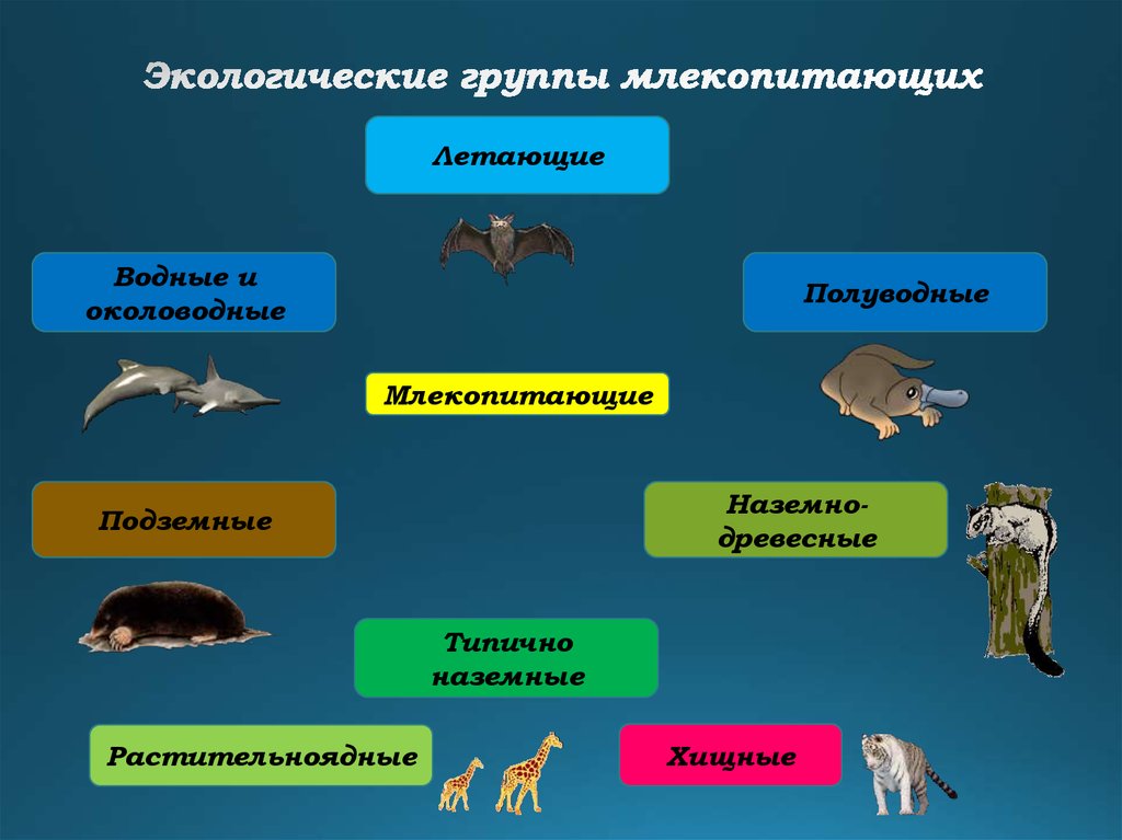 Млекопитающие животные схема