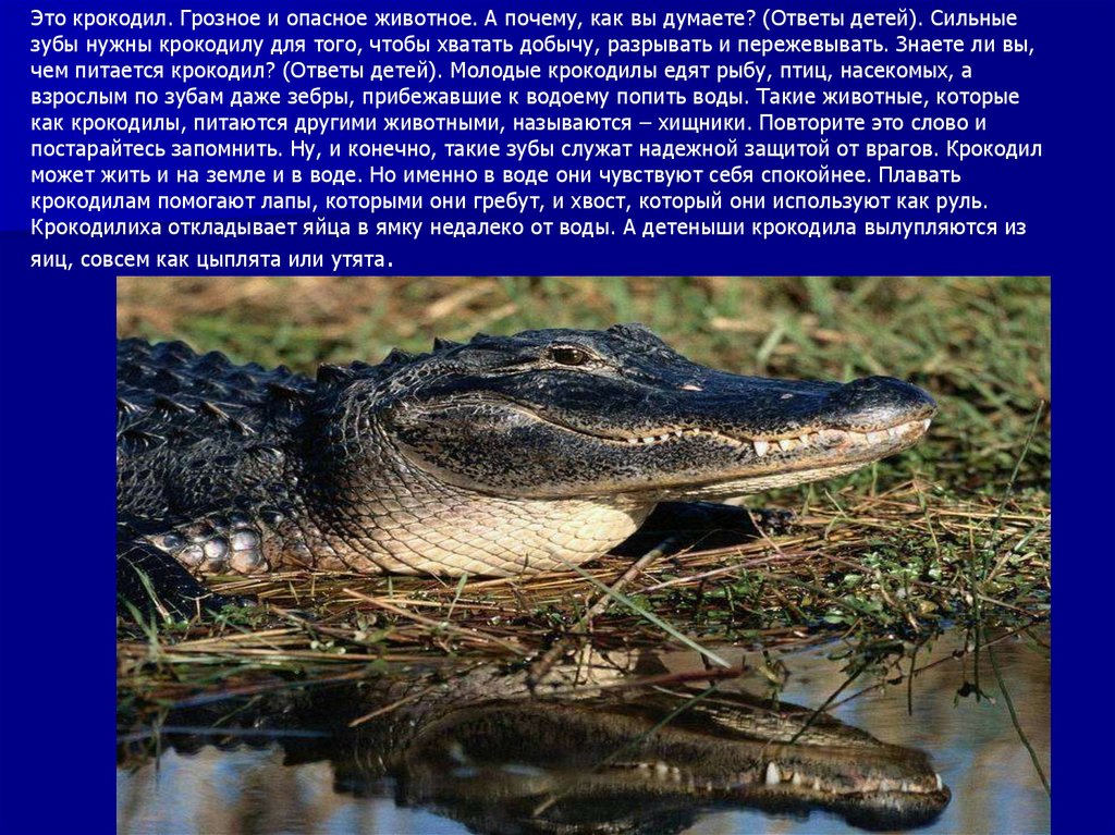 Крокодил млекопитающее или нет. Почему крокодила назвали крокодилом. Как крокодилы защищаются от врагов. Сухопутный крокодил.