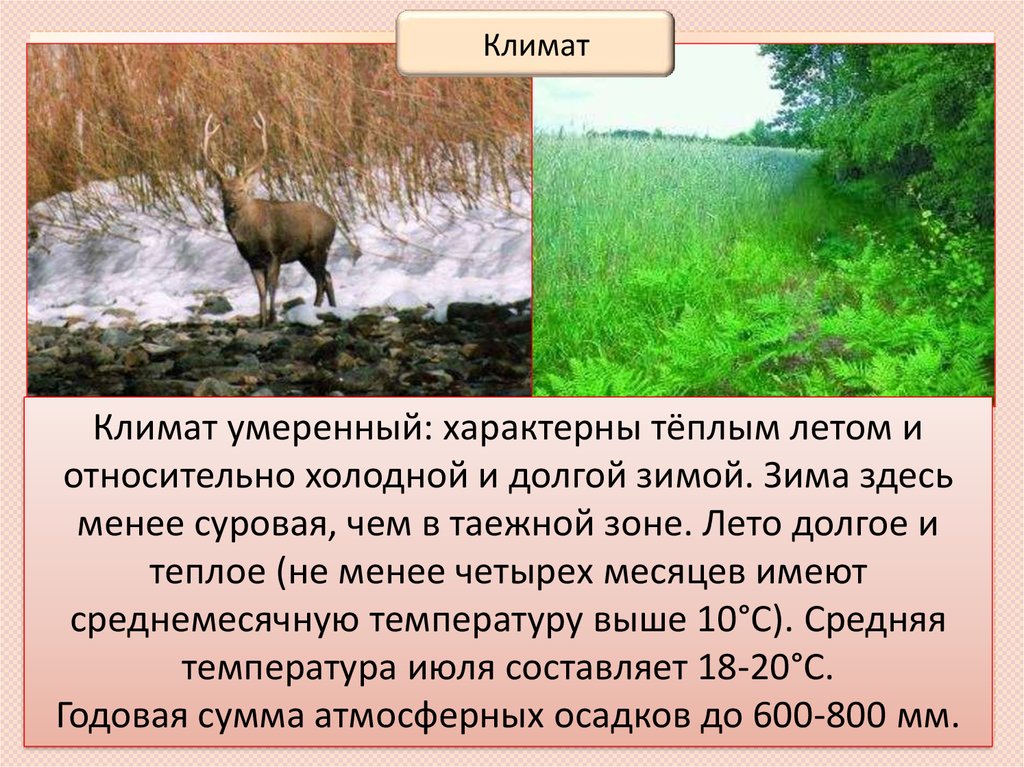 Умеренный климат природная зона. Природные зоны Татарстана. Смешанные леса России климат. Природная зона обитания зубра.