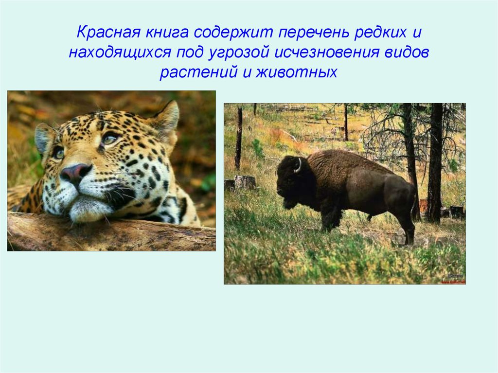 Находится под угрозой. Редкие и находящиеся под угрозой исчезновения животные. Растения и животные под угрозой исчезновения. Охрана редких и вымирающих видов животных и растений красная книга. Угроза исчезновения животных и растений.