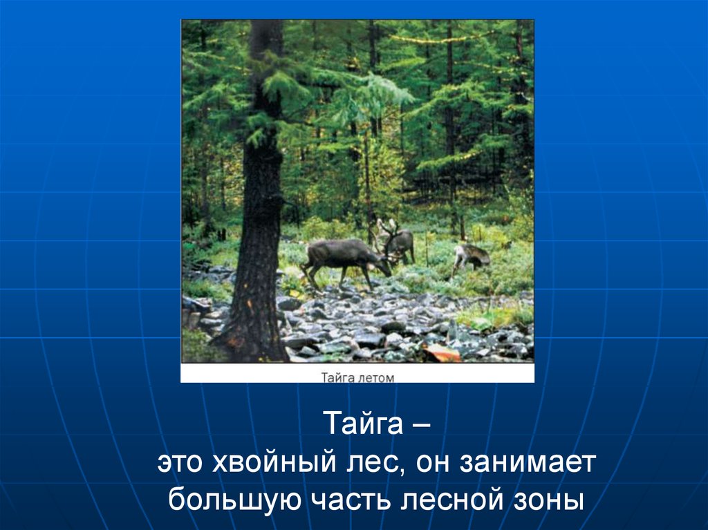 План рассказа о природной зоне тайги