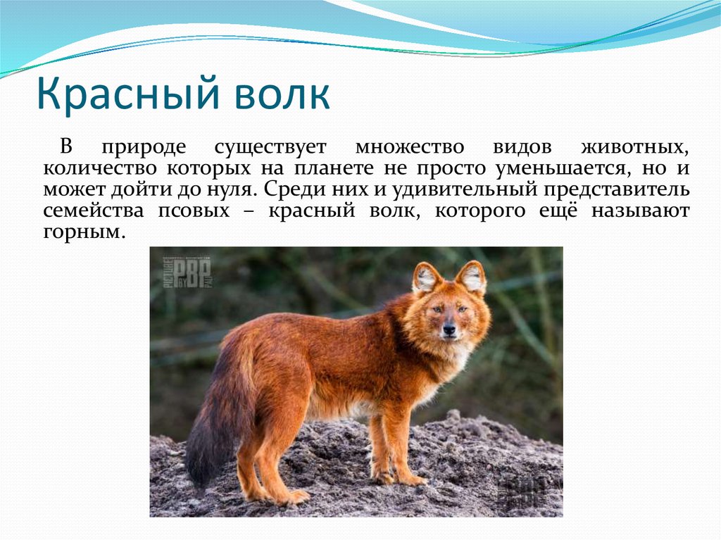 Животные из красной книги вологодской области фото и описание