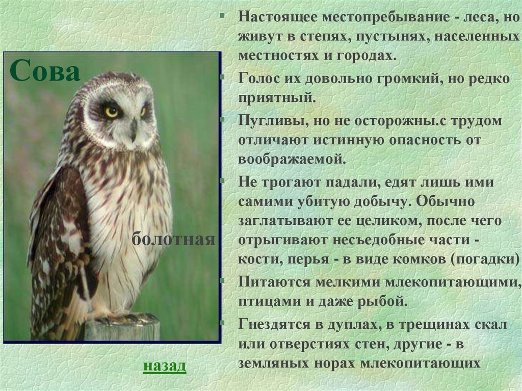 Описание совы. Информация о сове. Доклад про сову. Болотная Сова описание.