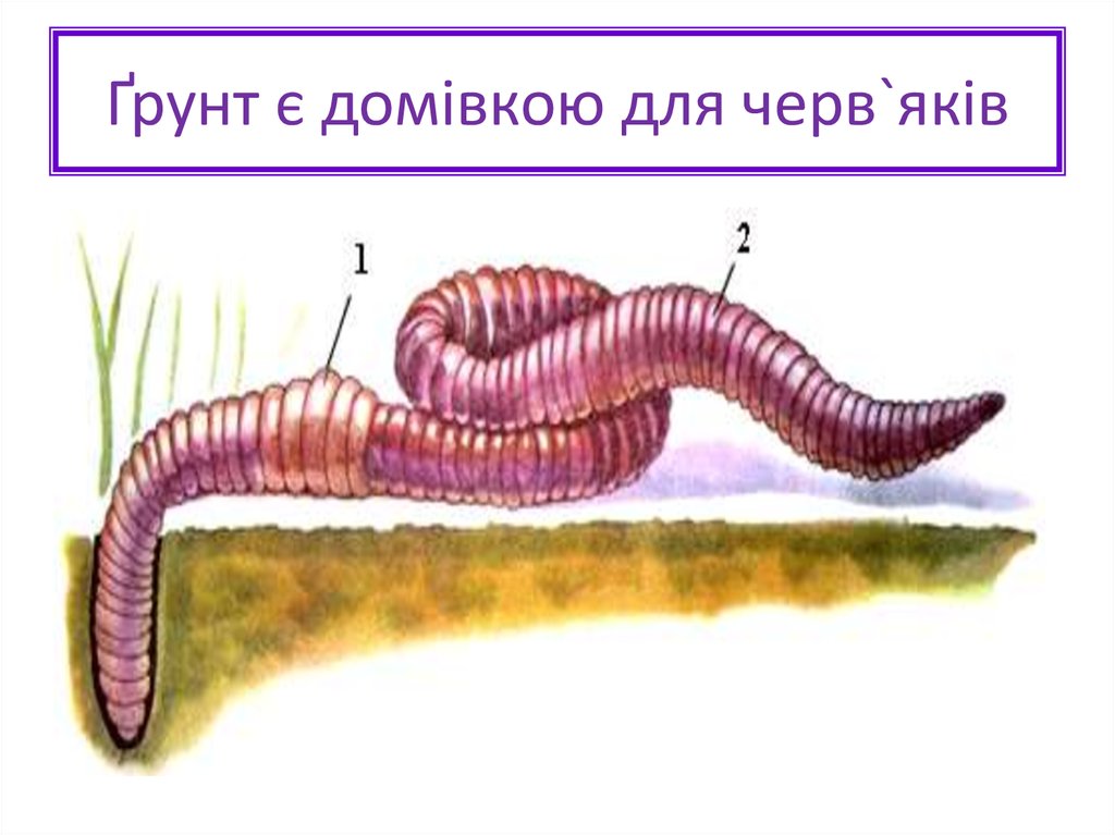 На каком рисунке изображен дождевой червь