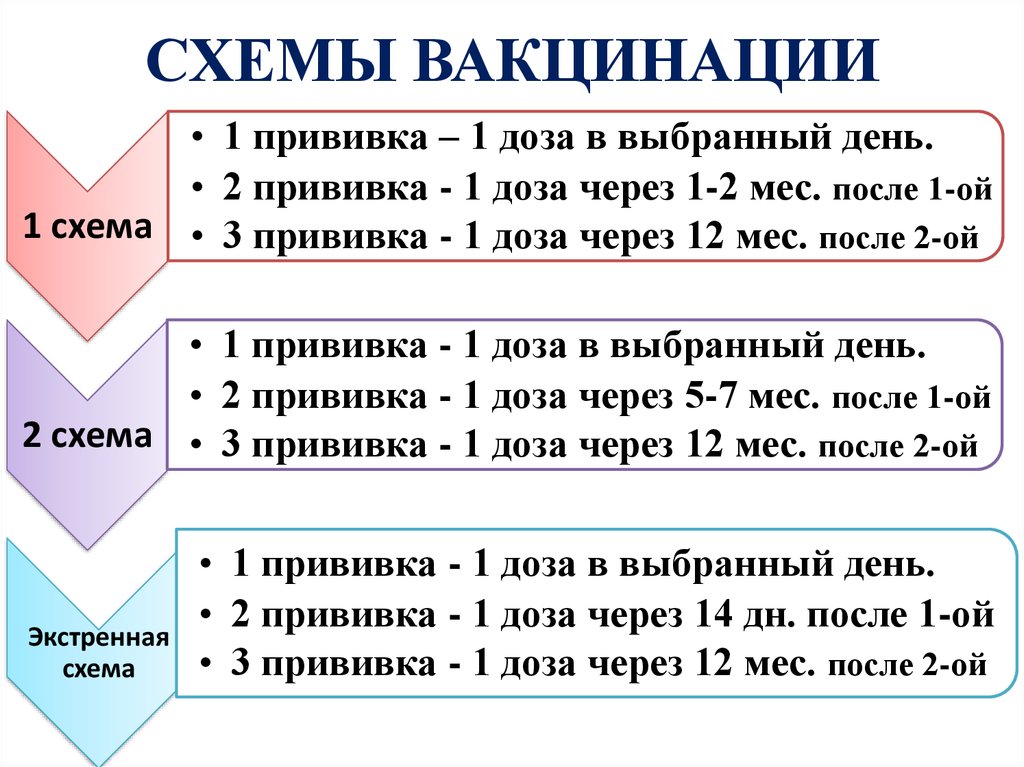 Схема прививки щенков