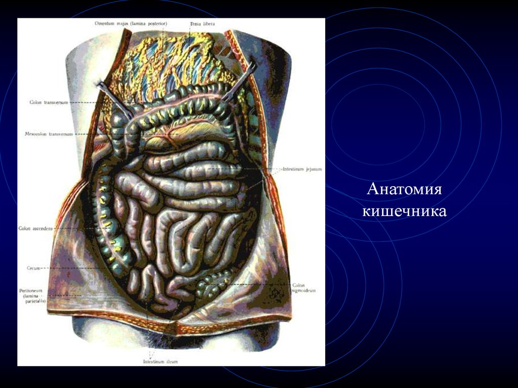 Полость кишечника. Тонкая кишка анатомия атлас. Анатомия кишечника человека. Кишечник человека в разрезе.