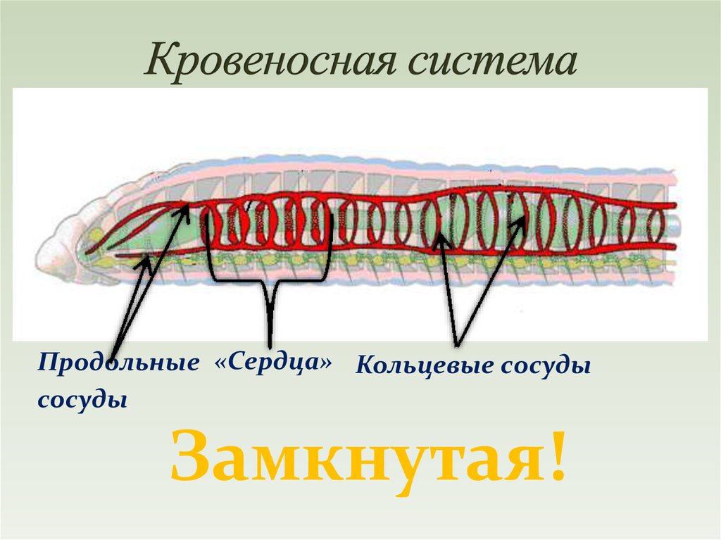 Кольцевые сосуды дождевого червя. Строение кровеносной системы кольчатых червей. Кровеносная система Нереиды. Сосуды кольчатых червей. Кровеносная система кольчатых червей схема.