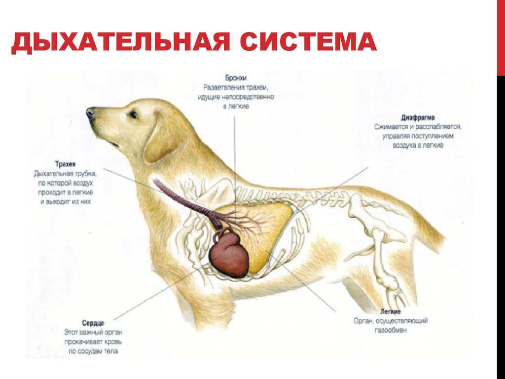Почему собака часто дышит с открытым ртом. Система органов дыхания собаки. Дыхательная система собаки анатомия. Система органов дыхания собаки легкие. Органы дыхания собаки анатомия.