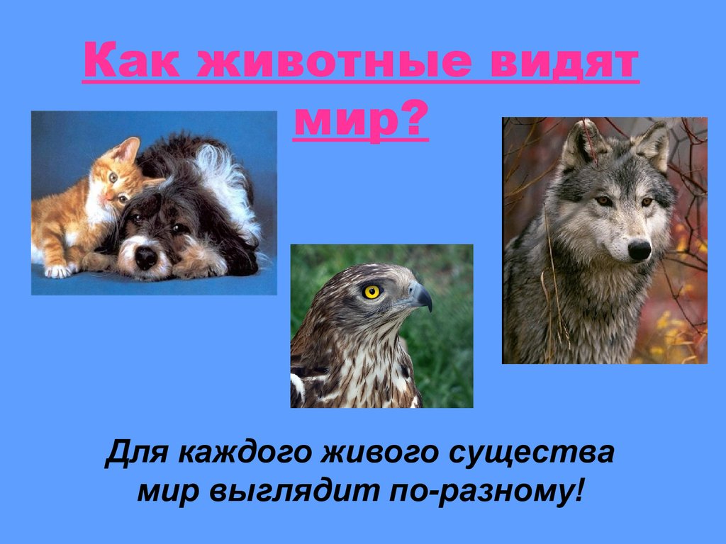 Увидеть животный. Как видят животные презентация. Жизнь животных как животные воспринимают мир. Наблюдение за жизнью животных как животные воспринимают мир. Как животные воспринимают мир волк.