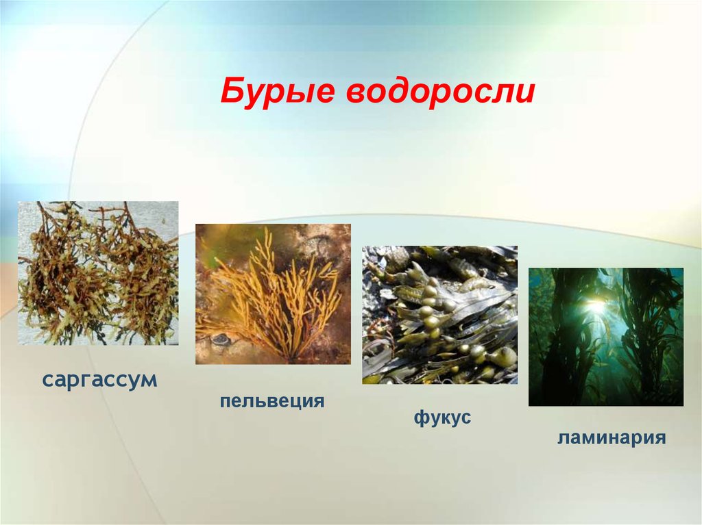 Какие организмы относят к бурым водорослям. Бурые водоросли саргассум. Фукус саргассум. Ламинария фукус саргассум. Многообразие бурых водорослей.