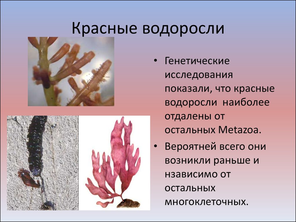 Красной водорослью является. Отдел красные водоросли (Rhodophyta). Багрянки водоросли строение. Красные водоросли ареал. Бурые водоросли Phaeophyta строение.