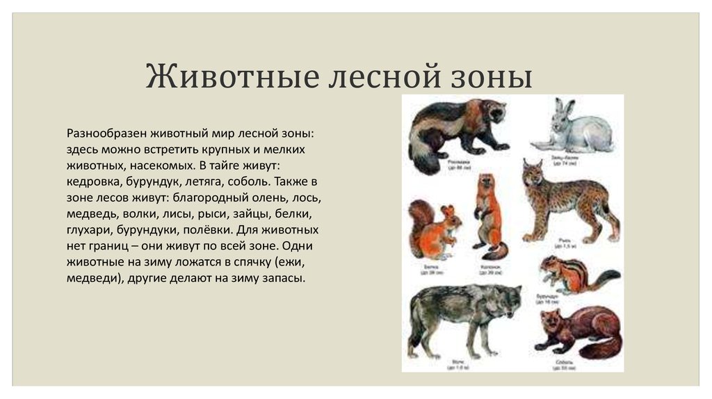 Текст лесные звери. Животные зоны леса. Животные зоны лесов России. Животный мир Лесной зоны. Доклад о животных зоны лесов.