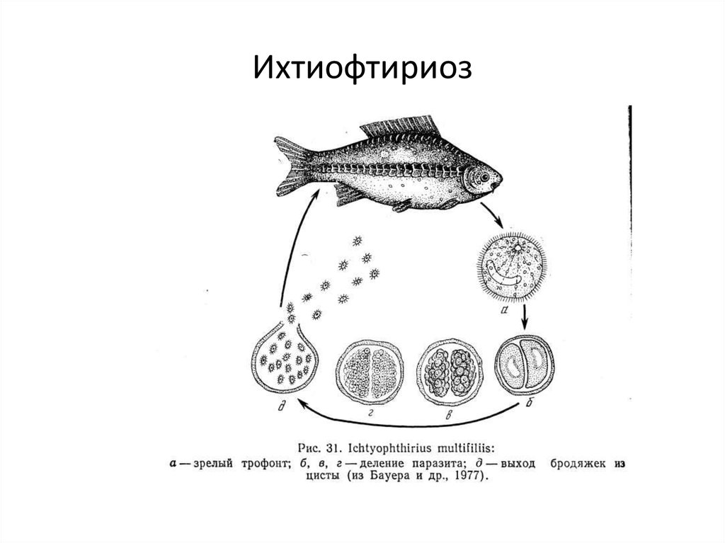 Инфекционные заболевания рыбы. Ихтиофтириоз цикл развития. Ихтиофтириоз инвазионная стадия. Ихтиофтириоз жизненный цикл. Ихтиофтириоз рыб возбудитель.