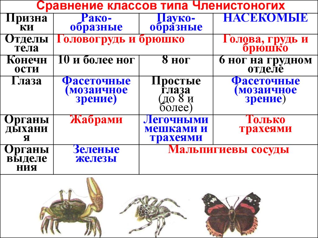 Признаки типа паукообразные. Общая характеристика типа Членистоногие 7 класс биология таблица. Биология таблица ракообразные паукообразные насекомые. Характеристика классов членистоногих. Тип Членистоногие класс паукообразные 7 класс.