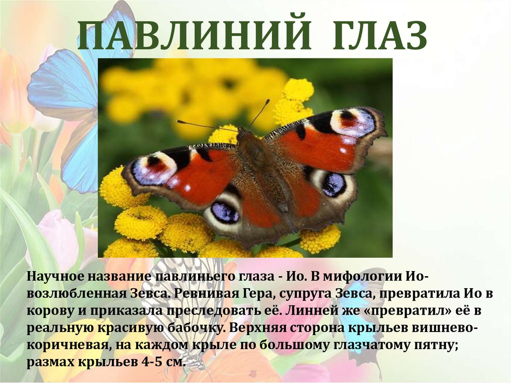 Сообщение первые бабочки 2 класс окружающий мир. Павлиний глаз бабочка описание для 2 класса. Сообщение о бабочке павлиний глаз 2 класс. Бабочка павлиний глаз окружающий мир 2 класс. Описание бабочки павлиний глаз для 3 класса.