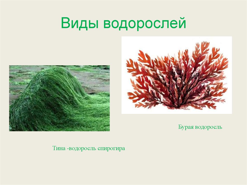 Тиной называют. Виды водорослей. Виды водорослей названия. Растения группы водоросли названия. Видовое название водорослей.