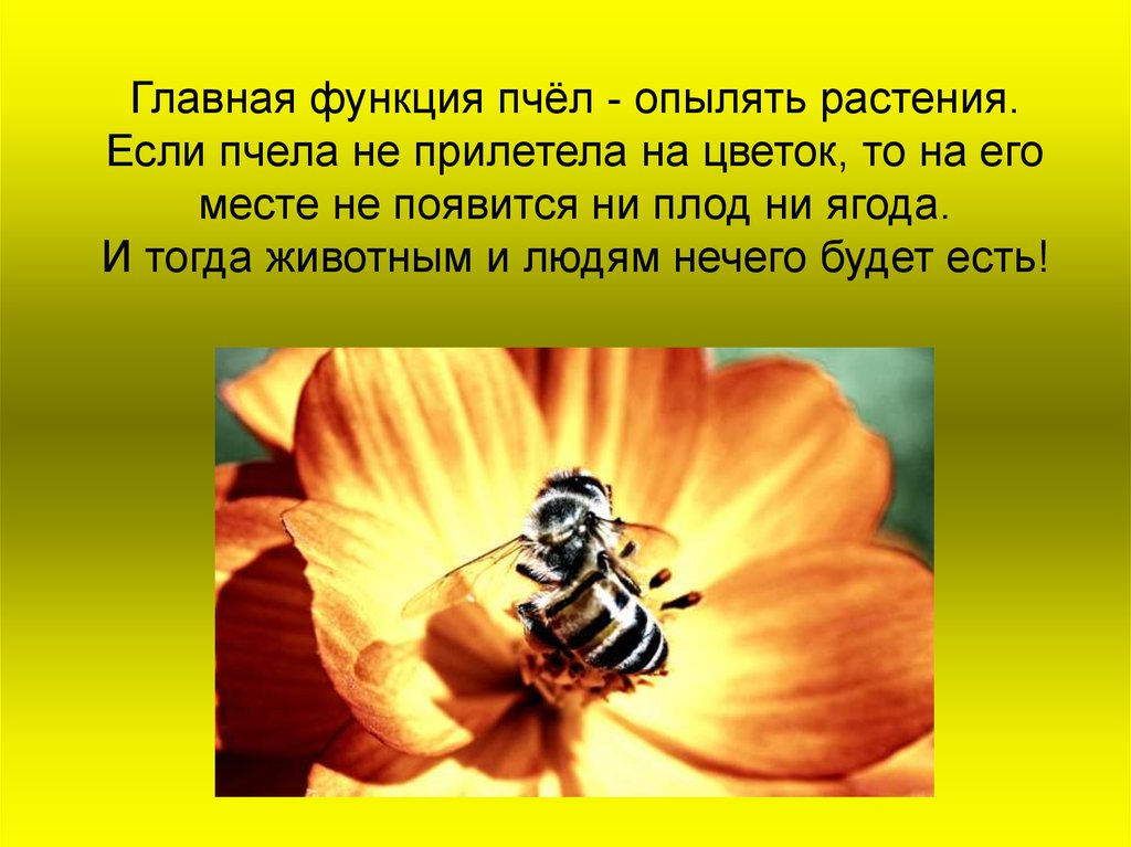 Информация о пчелах 2 класс окружающий. Интересное о пчелах для детей. Интересные факты о пчелах. Интересные факты о пчелах для детей. Доклад о пчелах.
