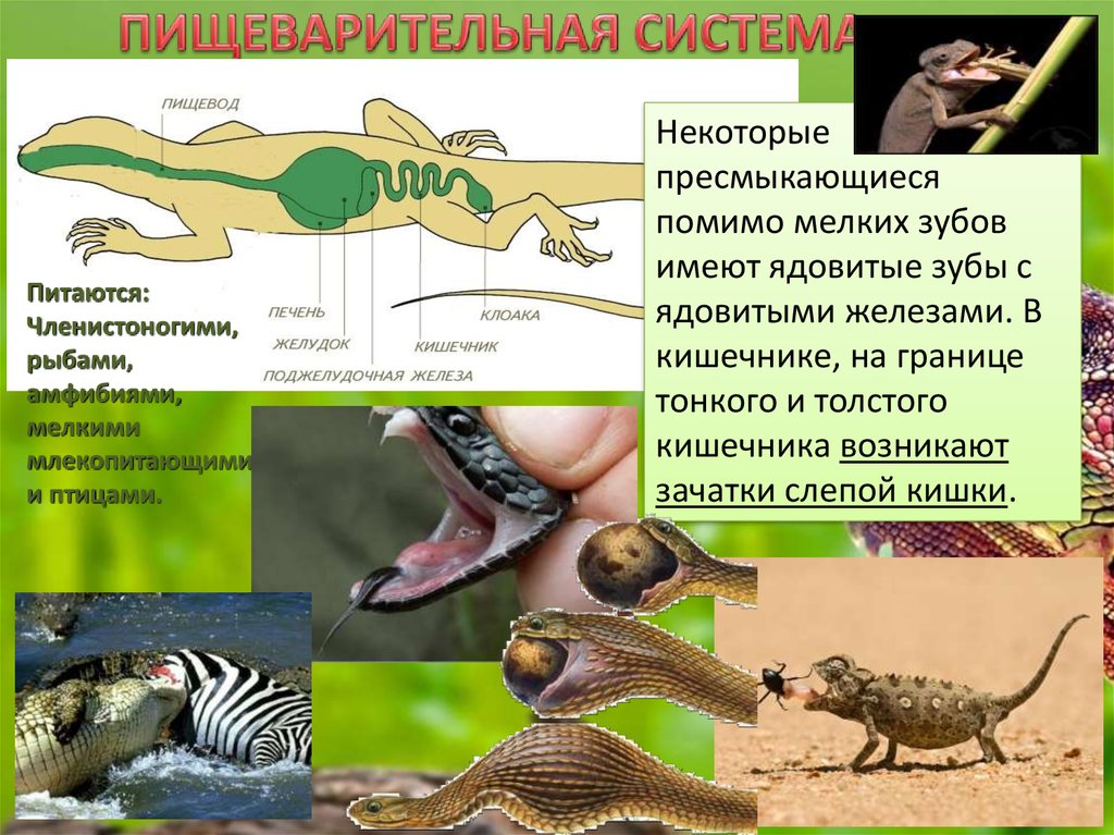 В отличие от рептилий млекопитающие имеют губы. Пищеварительная система рептилий. Пищеварительная система присмыкаюшюшие. Пищеварительная система пресмыкающихся рептилий. Строение пищеварительной системы рептилий.