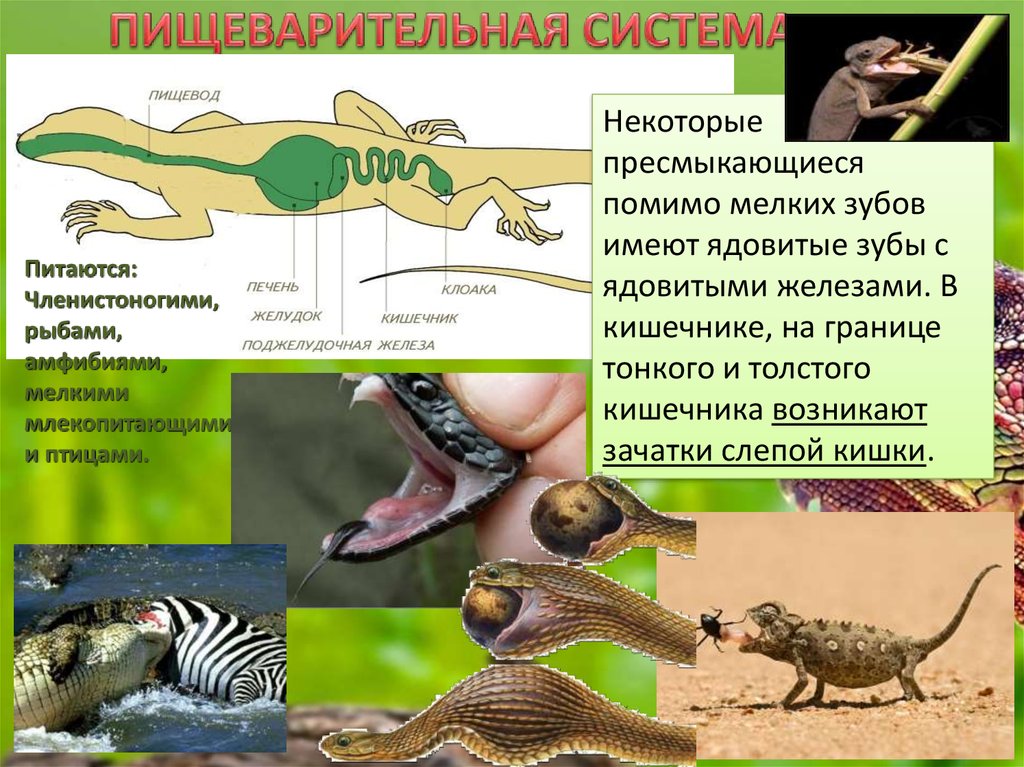 Чем отличается нервная система млекопитающих от пресмыкающихся. Пищеварительная система рептилий. Пищеварительная система присмыкаюшюшие. Пищеварительная система пресмыкающихся рептилий. Строение пищеварительной системы рептилий.