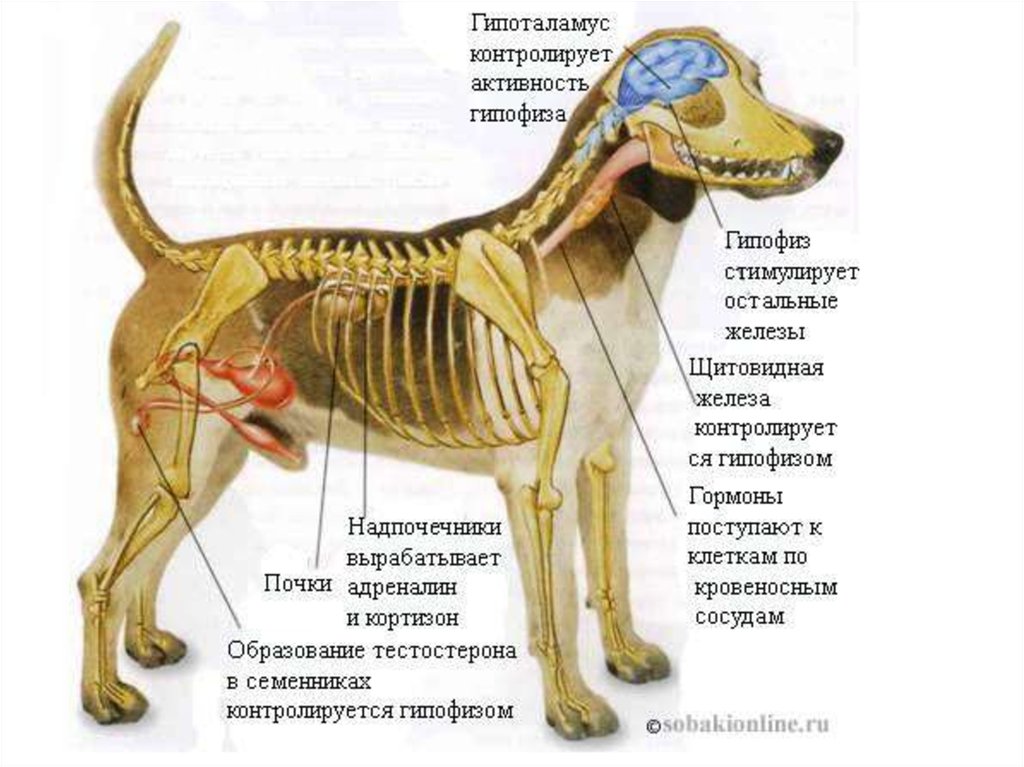 Железа каких животных. Строение мочевой системы у собак. Строение мочеполовой системы у собак кобелей. Где находятся почки у собаки анатомия.