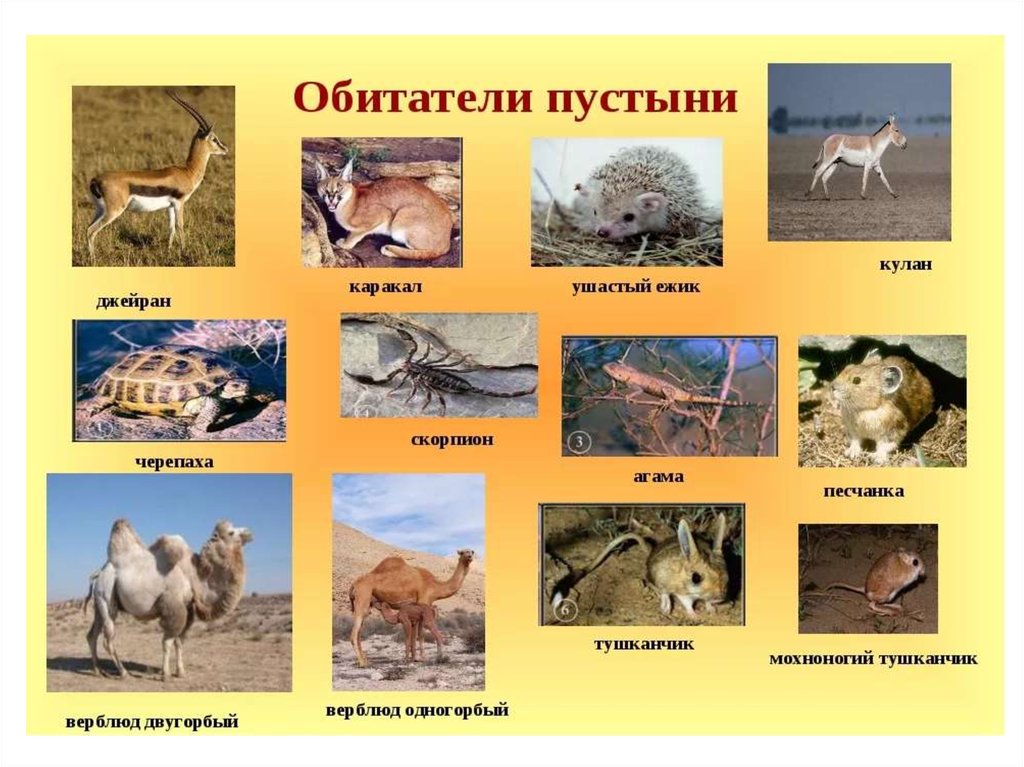 Какие животные и растения обитают в пустыне. Пустыни и полупустыни животный мир. Животные мир пустыни и полупустыни в России. Животный мипустыни и полупустыни. Животные зоны пустынь.