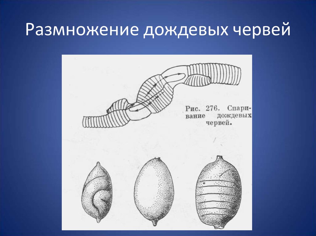 Размножение кольчатых червей картинка