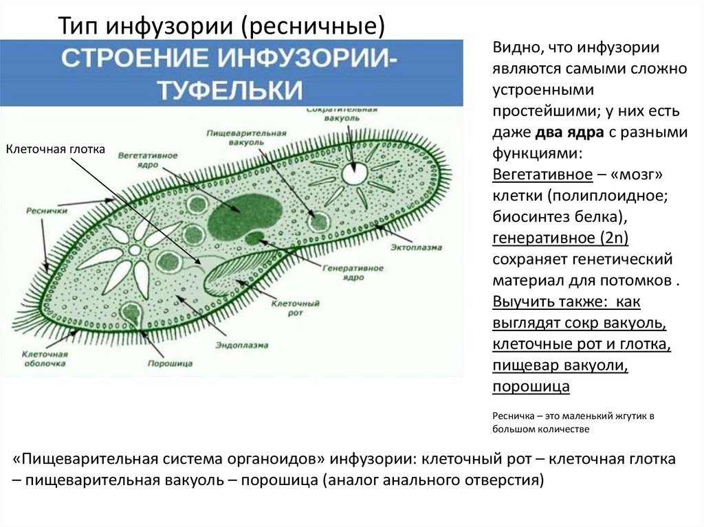 Строение инфузории