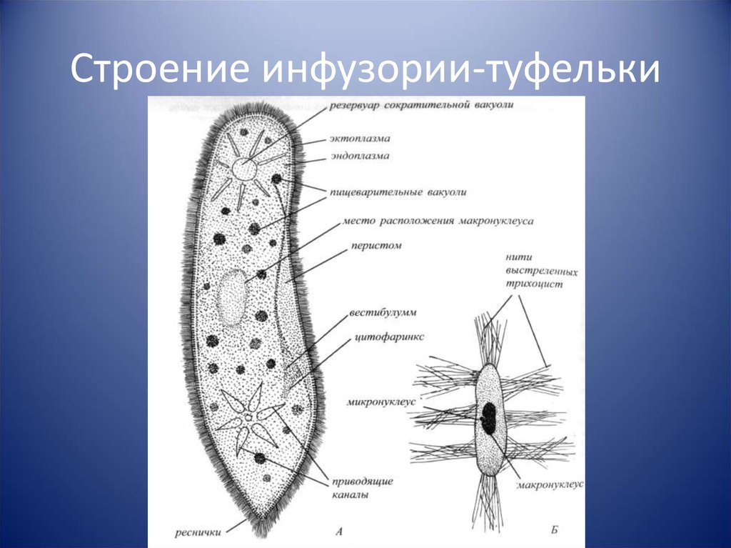 Инфузория туфелька рисунок с подписями