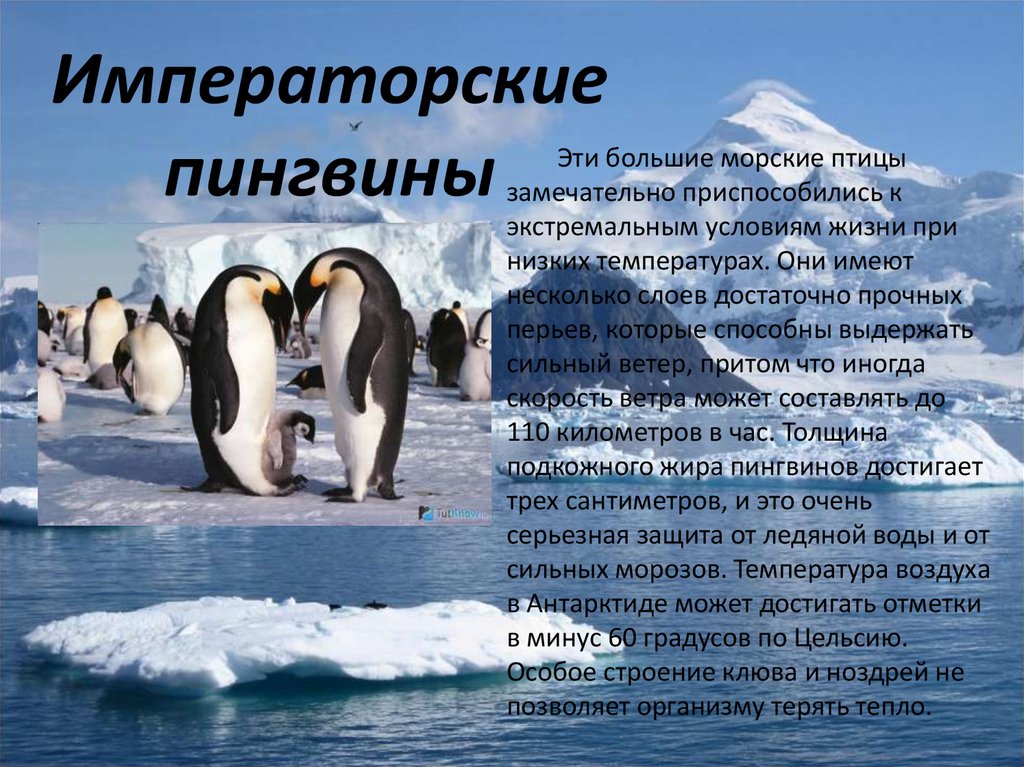 Рассказ про пингвина 1 класс. Информация о животных Антарктиды. Животные холодных районов. Животный мир холодных районов антаркд. Сообщение о животном из Антарктиды.