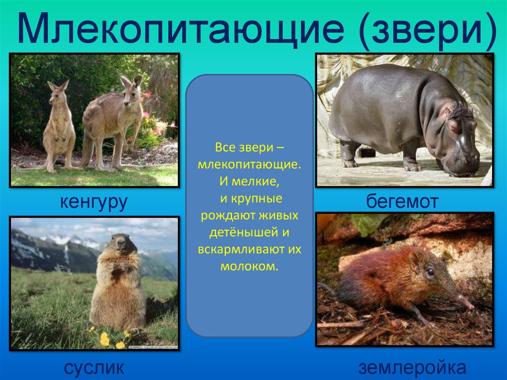 Млекопитающие животные список. Млекопитающие примеры. Млекопитающие млекопитающие звери. Животные которые относятся к млекопитающим.