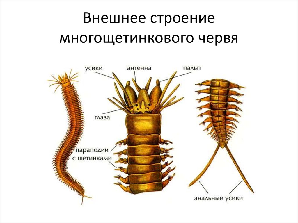 Класс многощетинковые черви. Строение кольчатых червей многощетинковые. Кольчатые черви класс многощетинковые. Строение тела многощетинковых червей. Многощетинковые черви выделительная система.