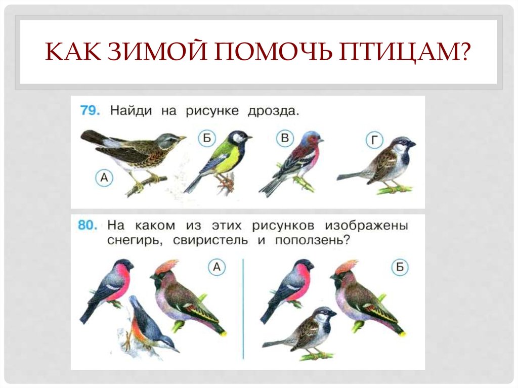 Запиши цифрами сколько синиц нарисовал художник на каждой картинке