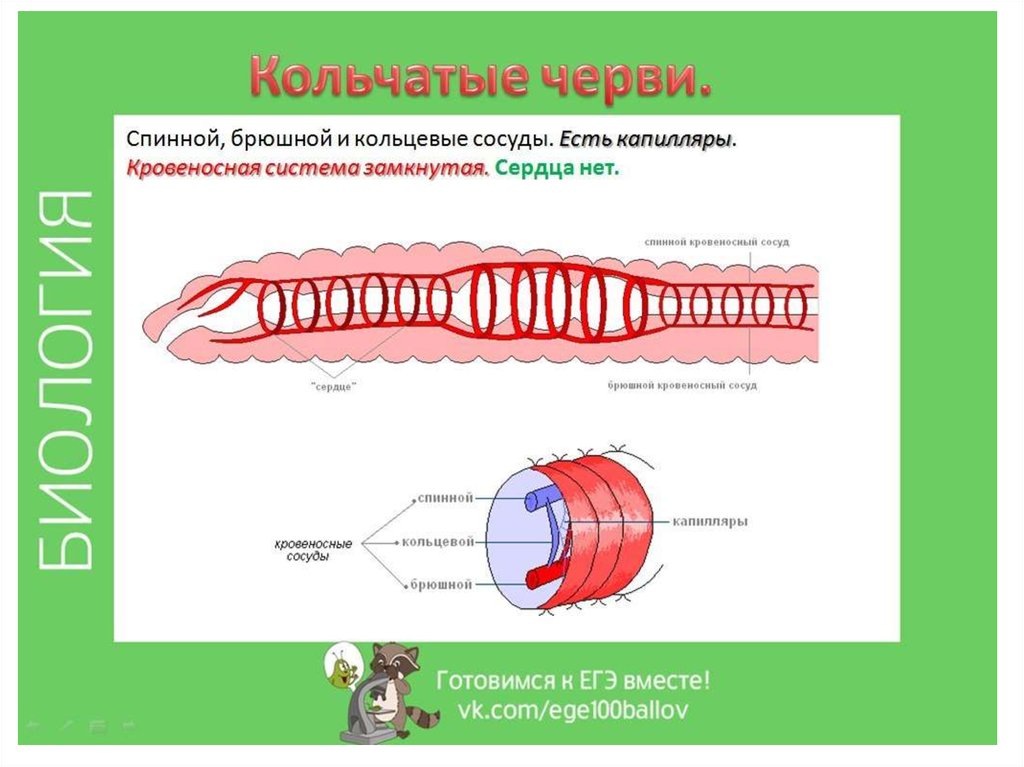 Кольцевые сосуды дождевого червя. Кровеносная система кольчатых червей схема. Строение кровеносной системы кольчатых червей. Кровеносная система у кольчатых червей есть сердце. Кровеносная система червя.