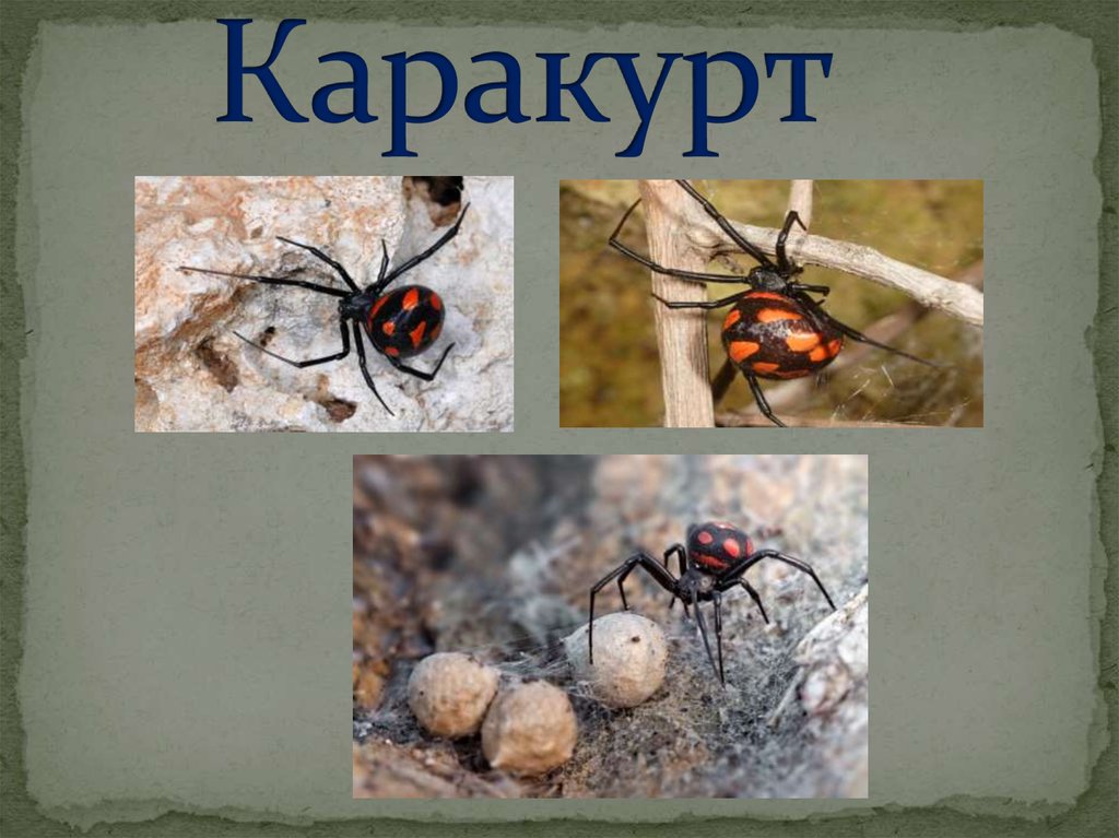 Паук каракурт фото и описание где обитает