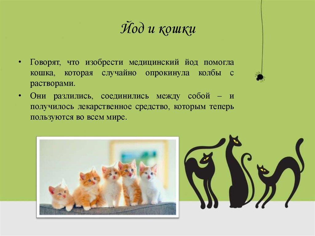 5 фактов о коте. Факты о кошках. Интересные кошки. Самые интересные факты о кошках. Интересные факты о кошках для детей.