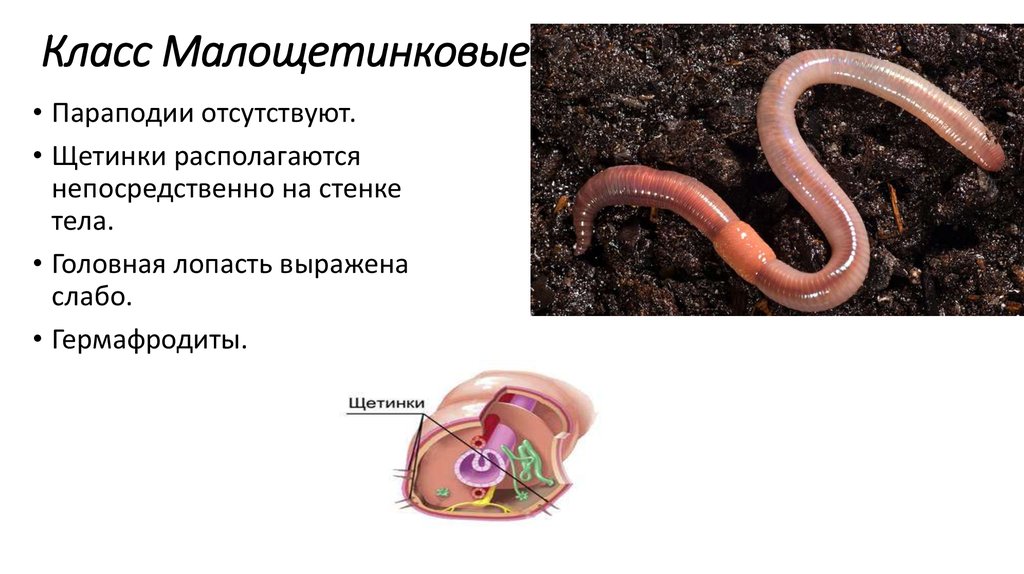 Особенности жизни червя. Малощетинковые черви обр. Класс червей олигохеты. Олигохеты черви образ жизни. Олигохеты общая характеристика.