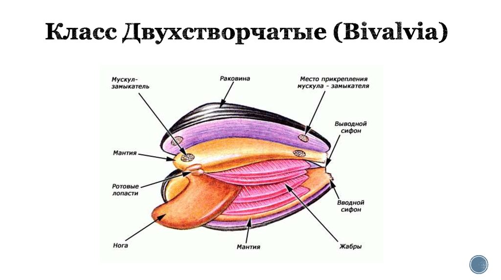 Органы двустворчатых моллюсков