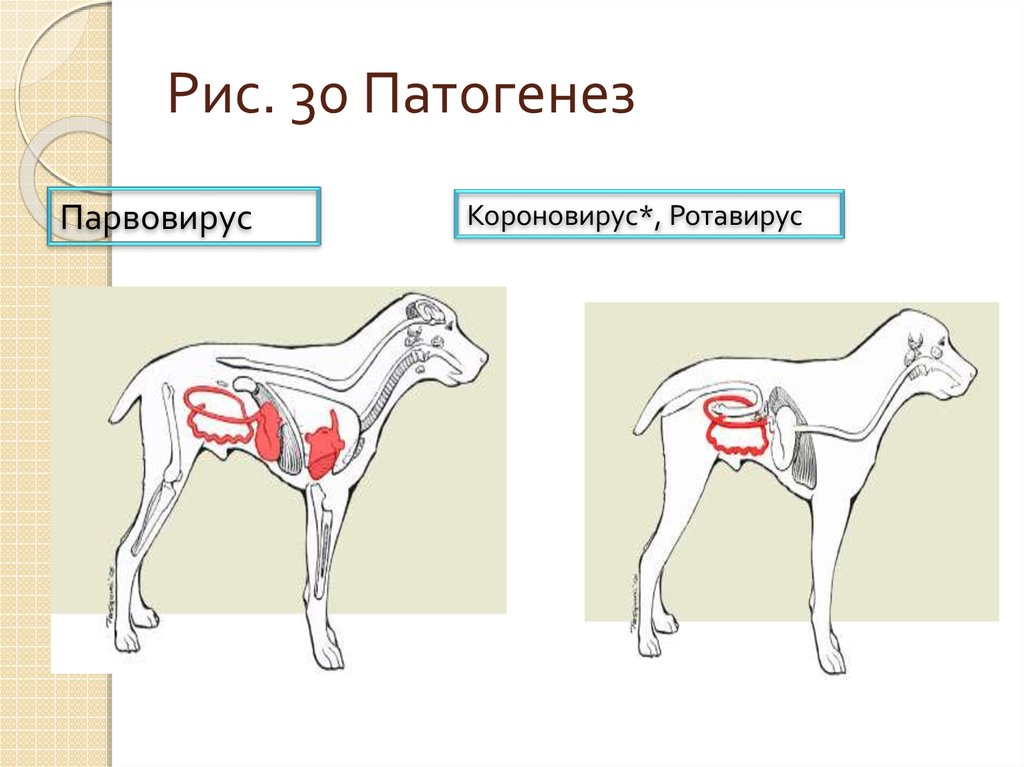 Признаки энтерита у собаки. Парвовирусный энтерит патогенез. Патогенез парвовирусного энтерита собак.