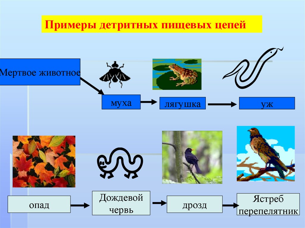 Биология цепь питания 5 класс рисунок составить схему